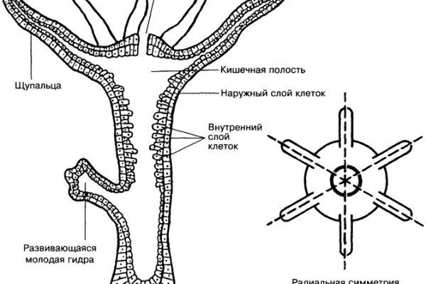 Кракен даркнет рабочая